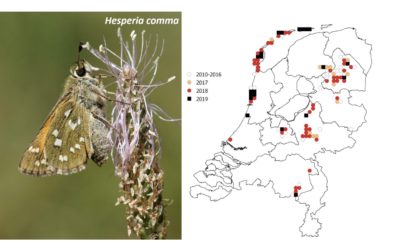 Habitat loss and drought huge blow for Dutch butterflies