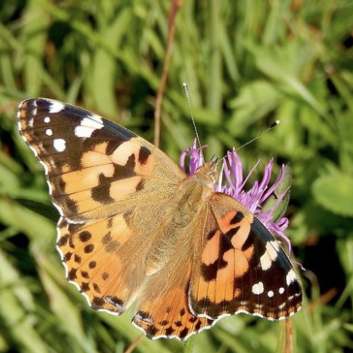 Invasion Of Painted Ladies In North-western Europe - Action Project