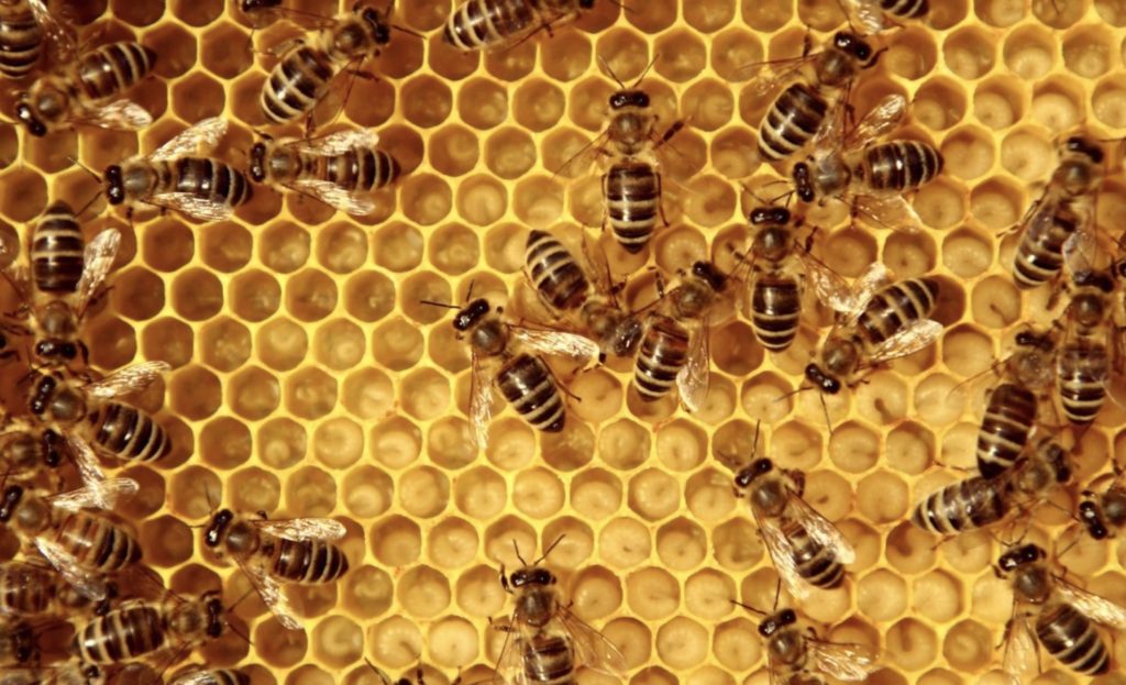 Bee the future: how wearable technology is helping to save honey bees