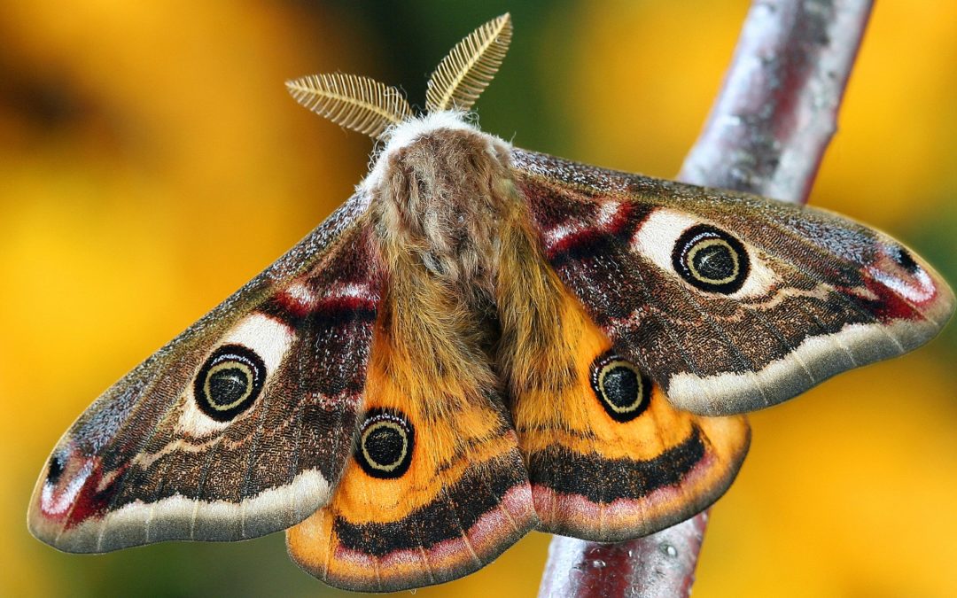 Moth declines in the UK