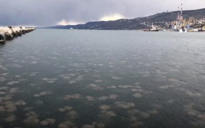 CS for monitoring jellyfish “invasion” in Trieste (Italy)